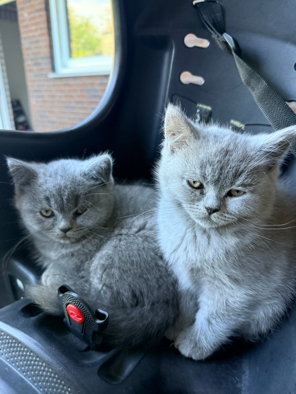 2 mooie britisch korthaar katertjes, Kater, Ontwormd, 0 tot 2 jaar