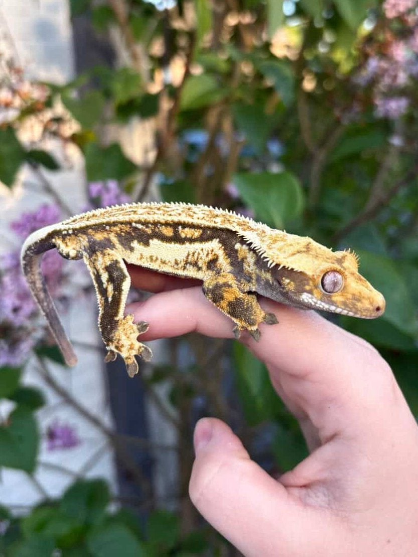Wimpergekko 1.0 man top prijs, Hagedis, 0 tot 2 jaar