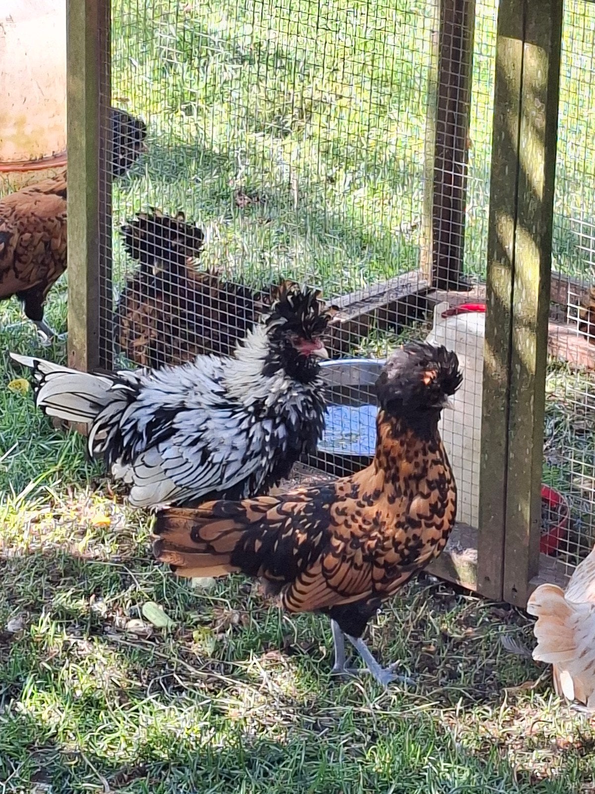Padua baardkuifhoenders, diverse sets met krulveer., Dieren en Toebehoren, Meerdere dieren, Kip