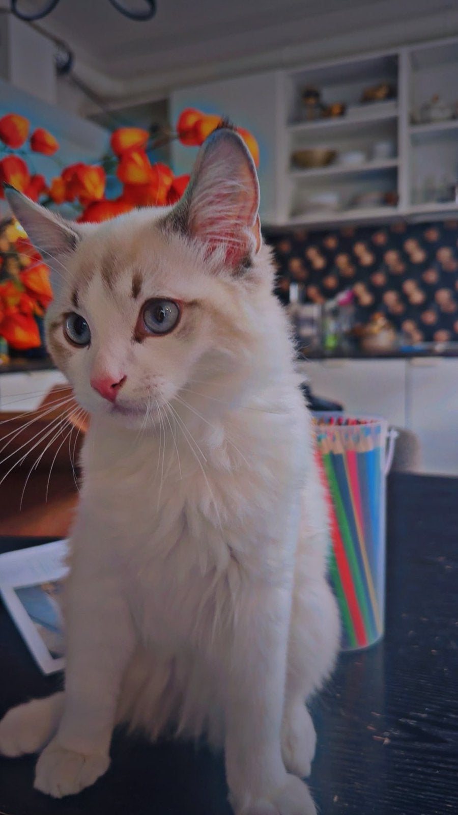 Ragdoll kitten, Kater