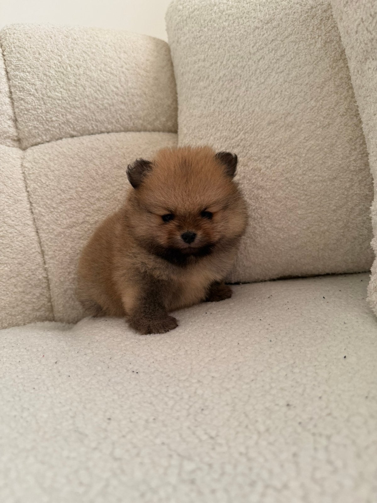 Pomeranian pups, Parvo, Overige rassen, 8 tot 15 weken, Meerdere