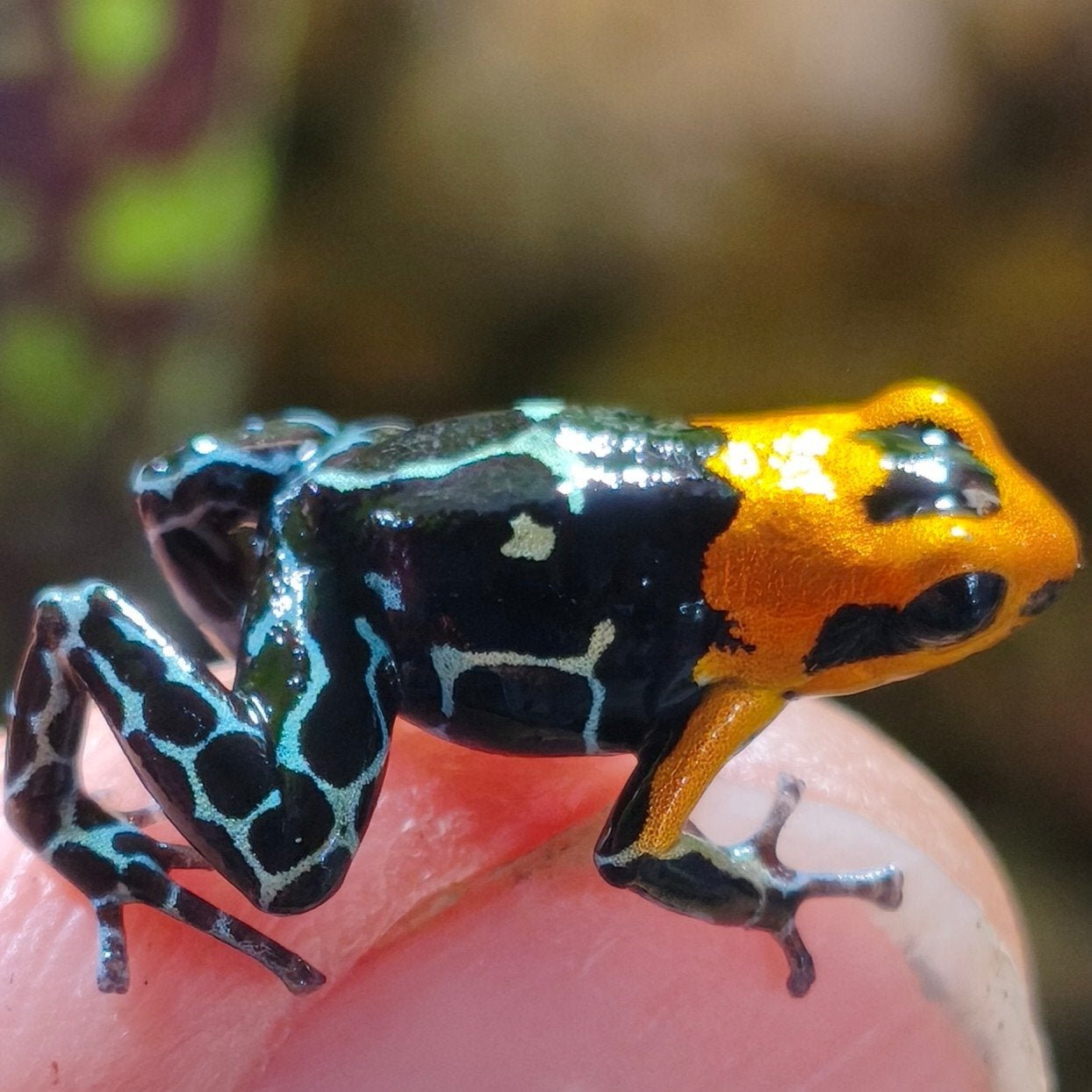 De mooiste Ranitomeya, grootste assortiment, Dieren en Toebehoren