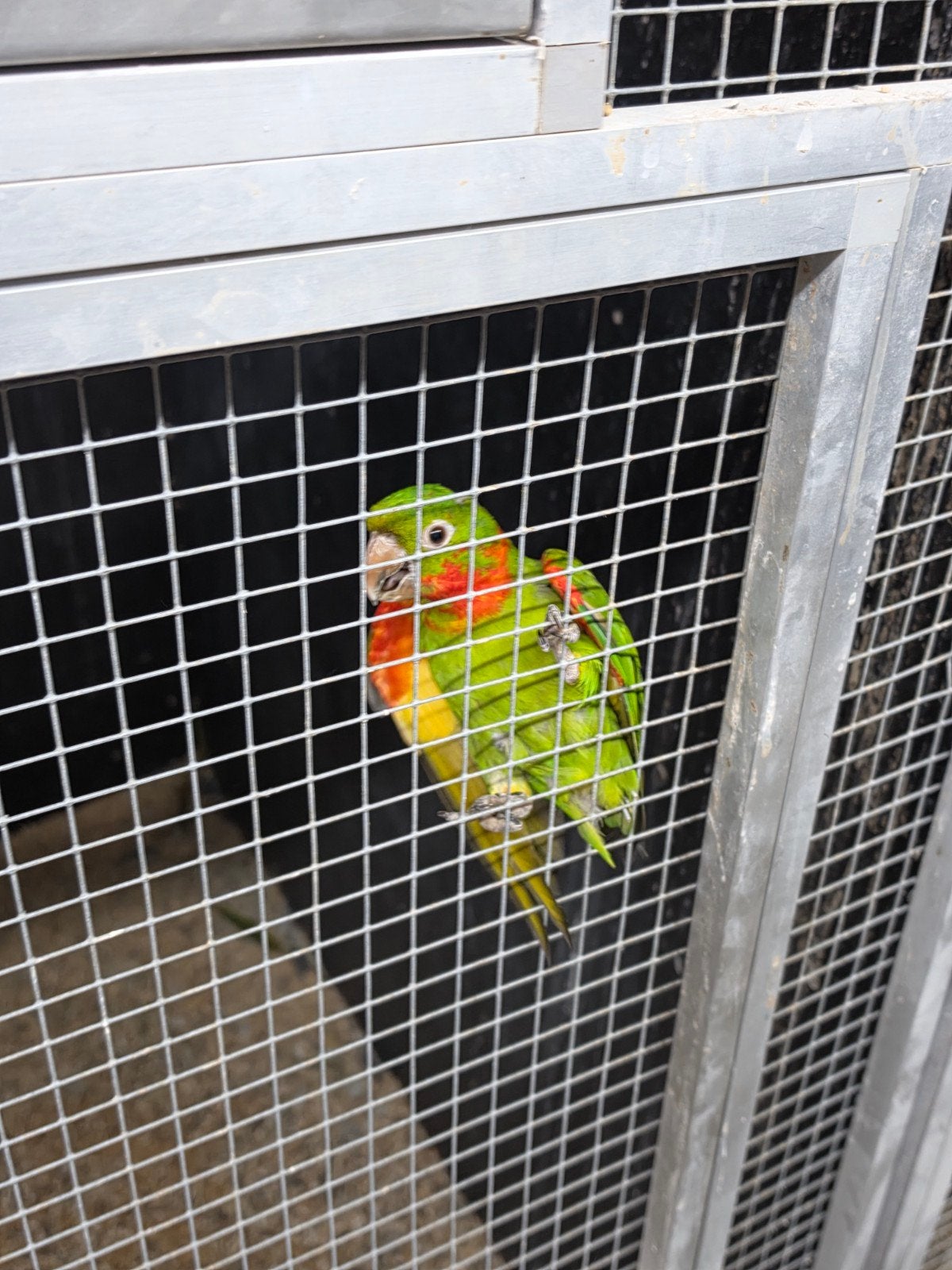 te koop diverse soorten parkieten en papegaaien, Dieren en Toebehoren, Meerdere dieren, Parkiet, Geringd