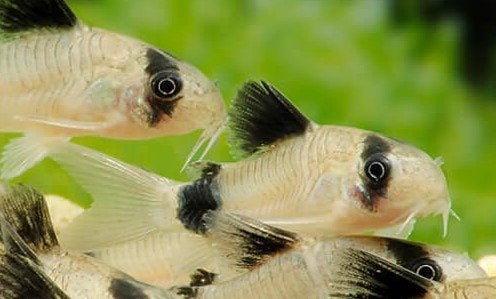Corydoras Panda, Dieren en Toebehoren, Vis, Zoetwatervis, Schoolvis