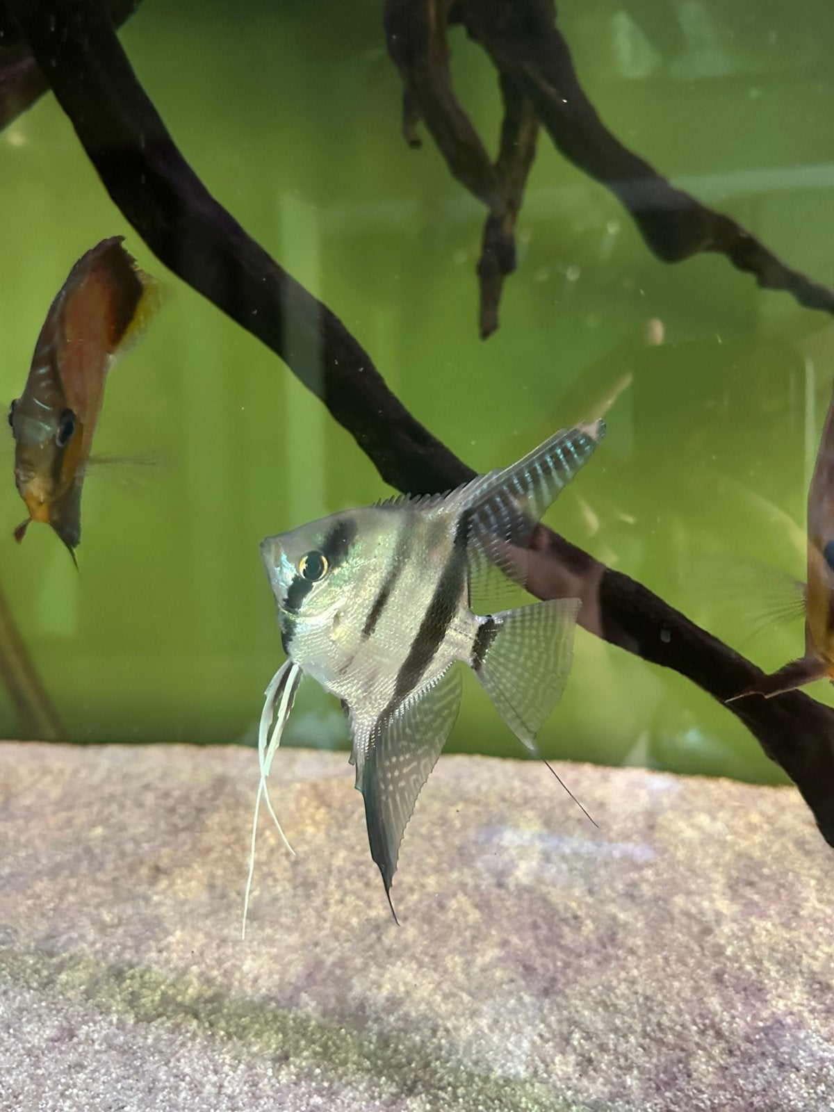 3 grote maanvissen, Dieren en Toebehoren, Vis, Zoetwatervis, Schoolvis