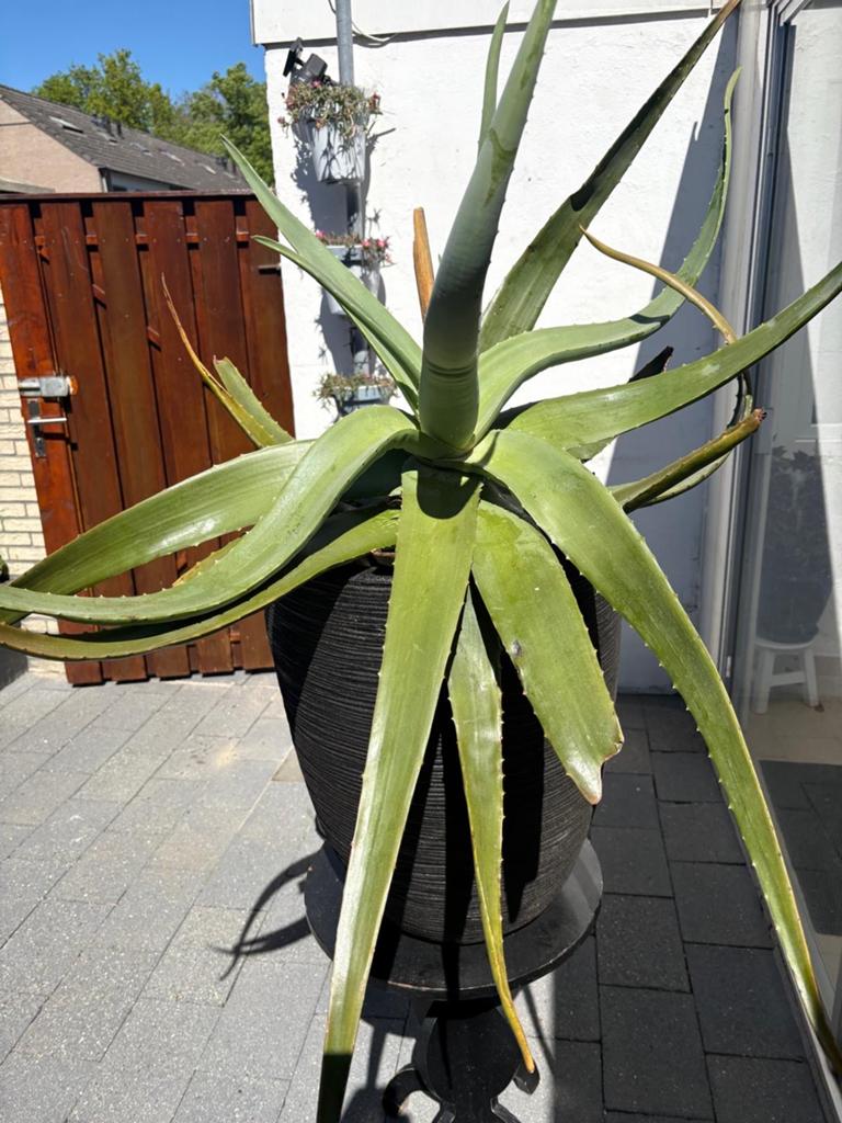 Grote Aloë Vera plant met pot, Ophalen, Vetplant, Halfschaduw, In pot