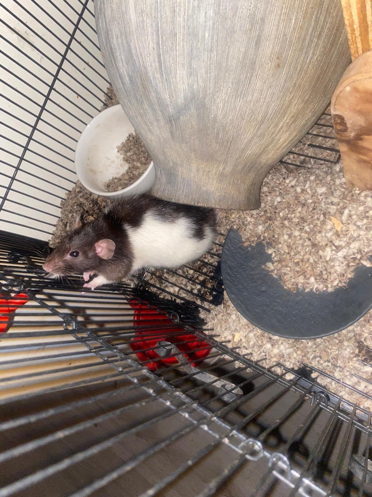 ratje incl.  kooi, Dieren en Toebehoren, Januari, Vrouwelijk, Rat