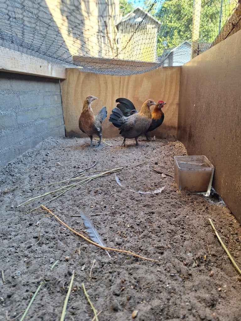 krielkippen, Meerdere dieren, Tropenvogel