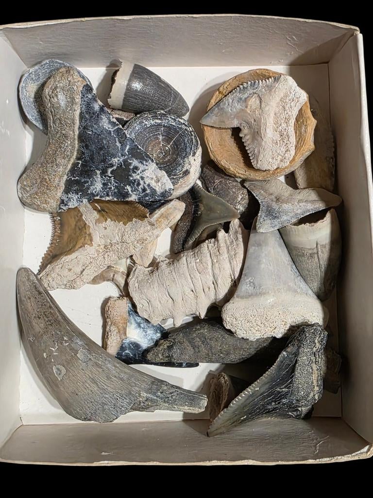 Bone valley Florida mistery box haaientanden,tanden bieden., Verzamelen, Mineralen en Fossielen, Ophalen of Verzenden, Fossiel