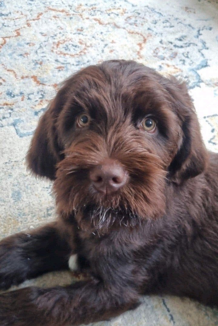 5 maanden oude Labradoodle zoekt een liefdevol forever home, Dieren en Toebehoren, Honden | Niet-rashonden, 15 weken tot 1 jaar