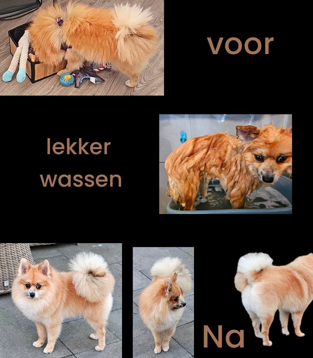 Trimsalon Pracht Op Pootjes den bosch, Ophalen, Nieuw