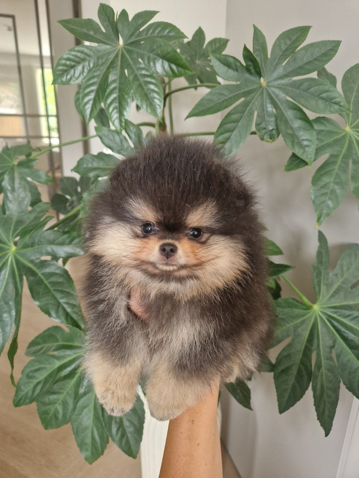 Pups beschikbaar. Raszuivere pomeranian/pomeriaan/dwergkees, Keeshond, 8 tot 15 weken, Meerdere, Meerdere dieren