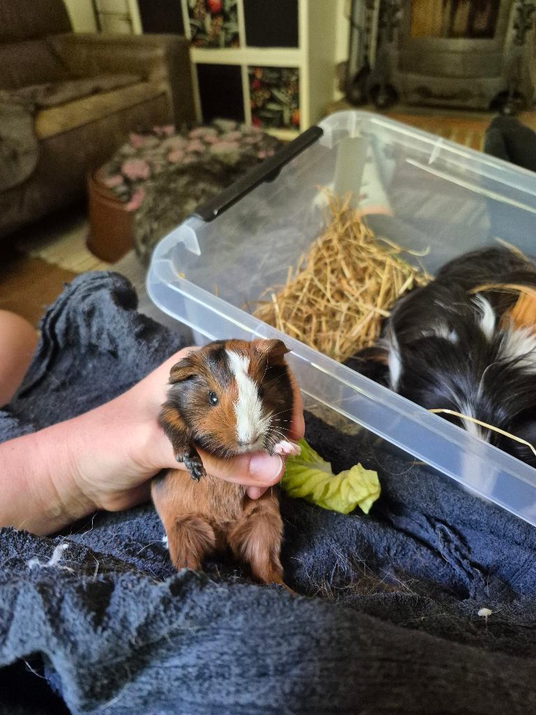 Jonge cavia's, beertjes, gladharig, Dieren en Toebehoren, Knaagdieren, Cavia, Mannelijk, Mei, Tam