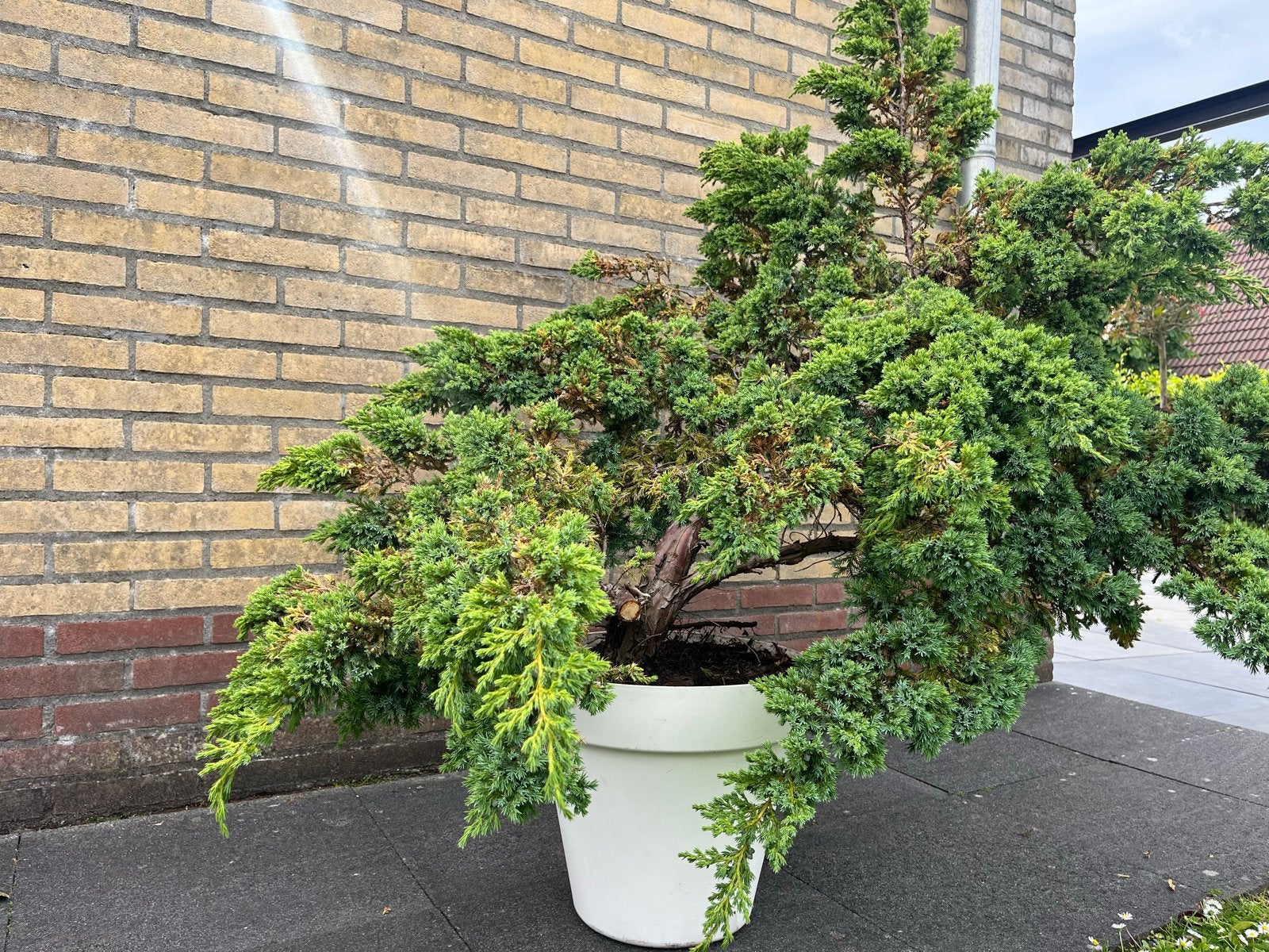Grote Juniperus in pot - Winterharde Conifeer, Volle zon, Vaste plant, Bloeit niet, Ophalen