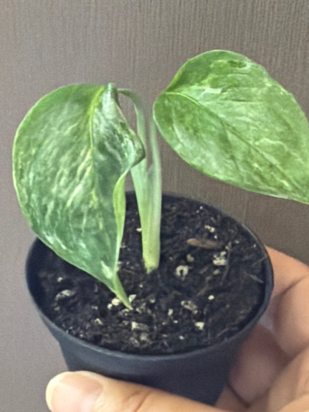 Monstera Lechleriana Variegata, Overige soorten, Vaste plant, Ophalen of Verzenden, Bloeit niet