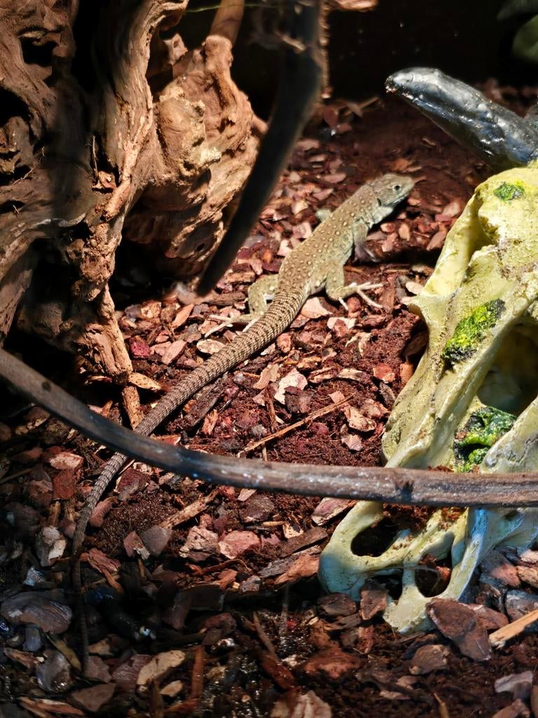 Parelhagedissen nakweek 2025, Dieren en Toebehoren, Reptielen en Amfibieën, Hagedis, 0 tot 2 jaar