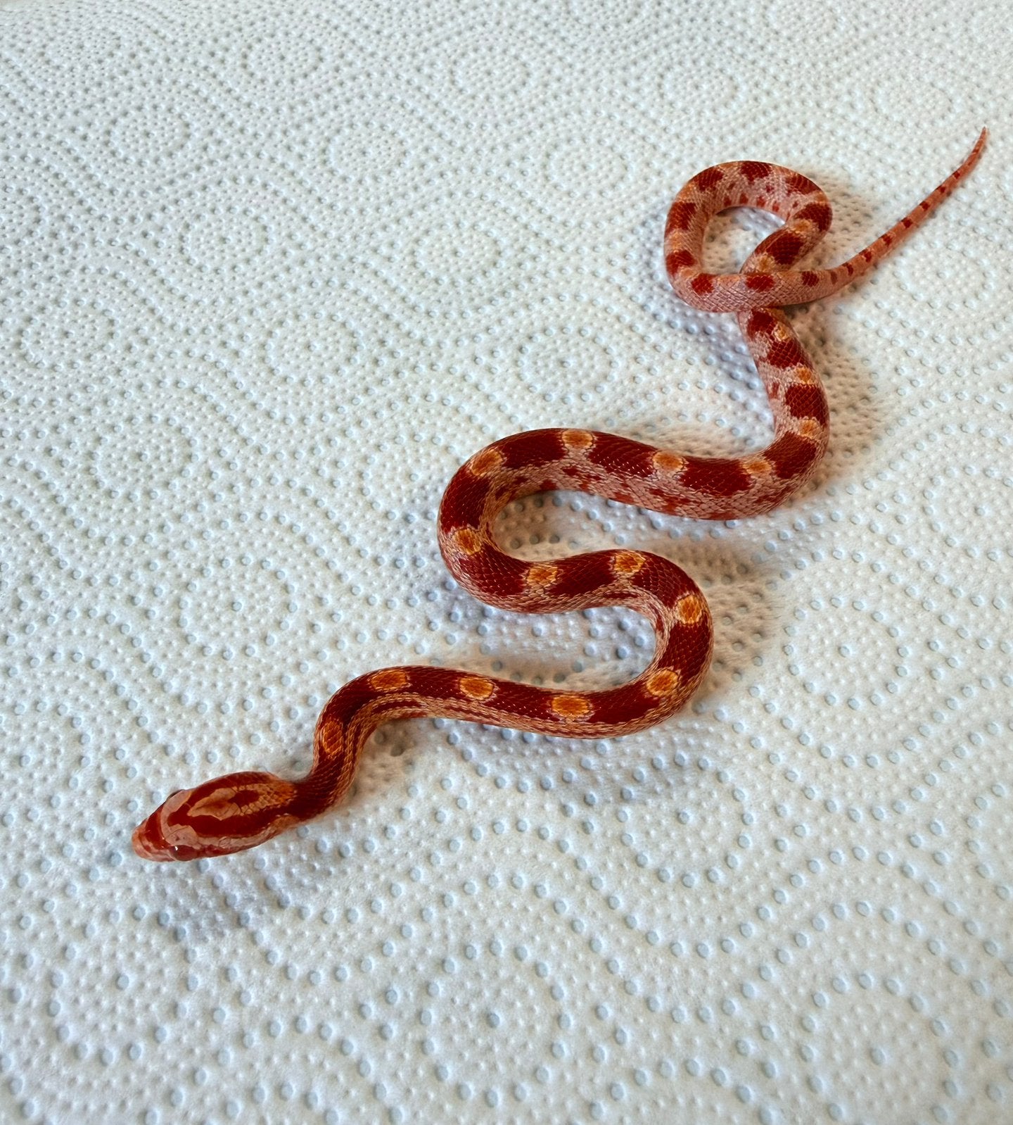 Jonge Amel Stripe korenslangen – geboren juli 2026 Corn Snake photo 4
