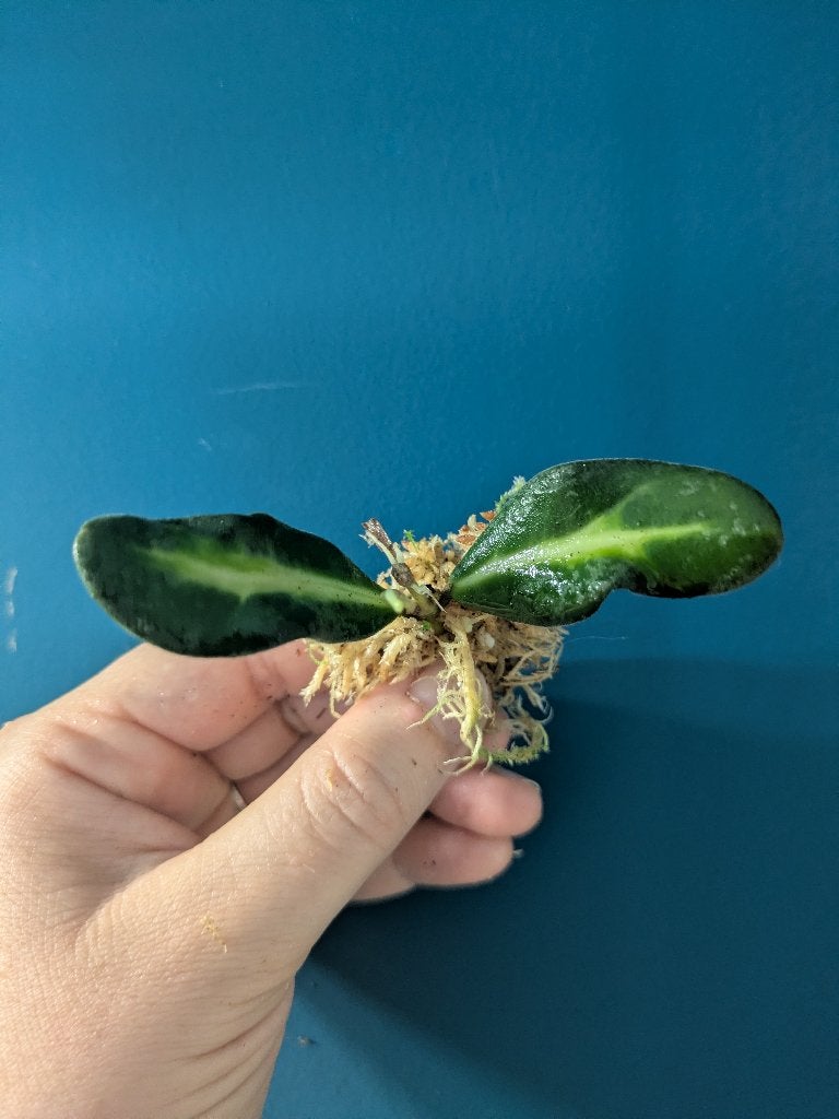 Hoya Burtoniae variegata stek, Ophalen of Verzenden, Halfschaduw, Minder dan 100 cm