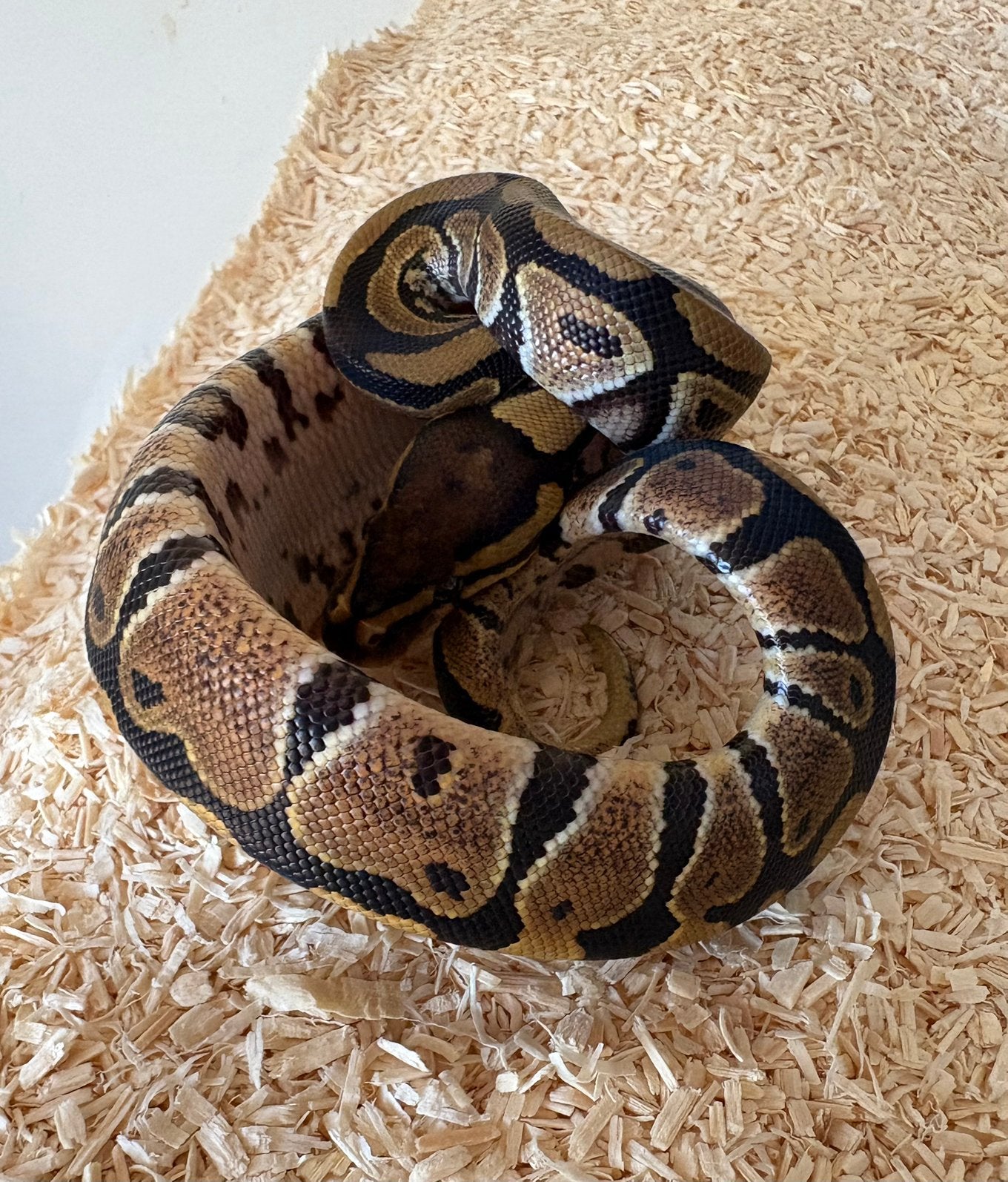 Wildkleur dh DG Clown vrouw koningspython ballpython Ball Python photo 2