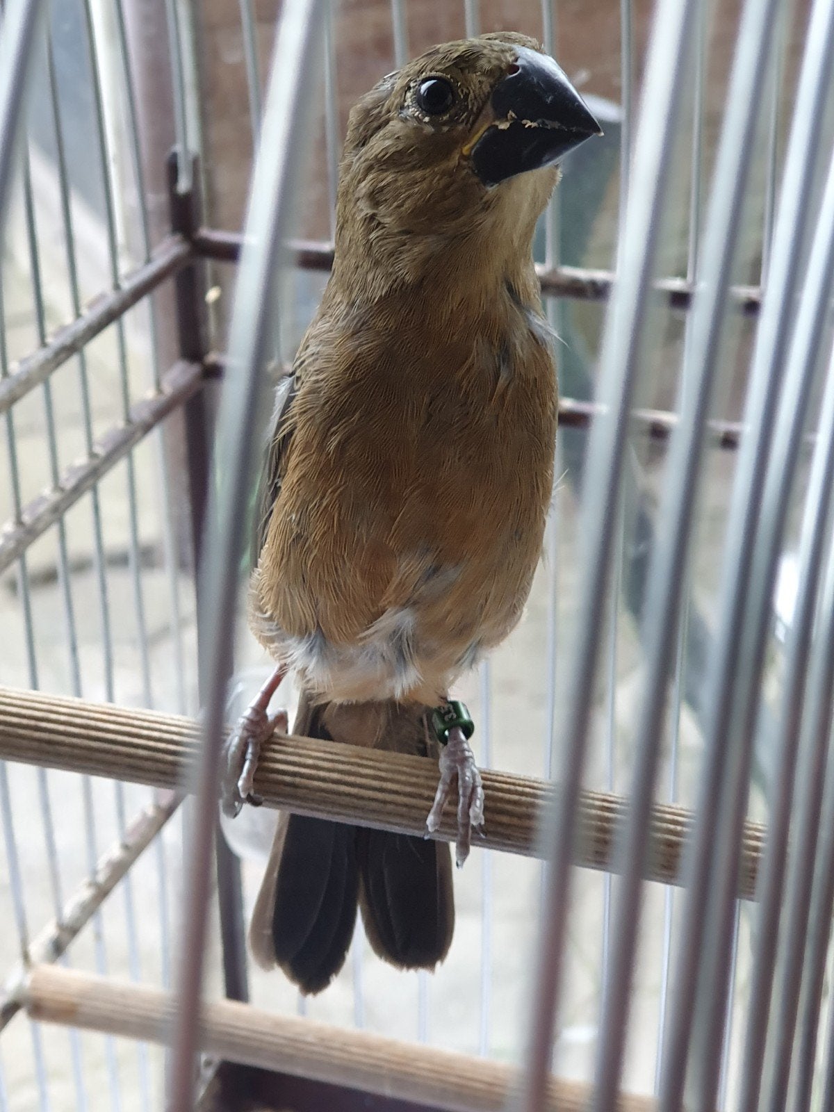 Twatwa jongman, Dieren en Toebehoren, Vogels | Overige Vogels, Meerdere dieren