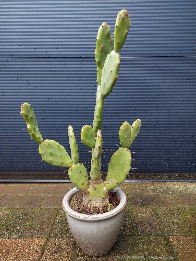 Opuntia Vulgaris - Vijgencactus / Schijfcactus H: 67 cm., Volle zon, Vaste plant, Zomer, Ophalen