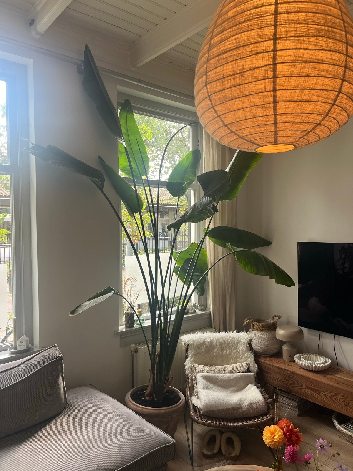 Grote Strelitzia Nicolai - Kamerplant, Ophalen, 200 cm of meer, Overige soorten, In pot