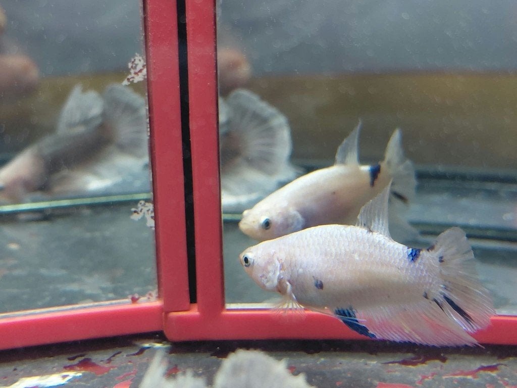 Betta vrouw halfmoon, Vis