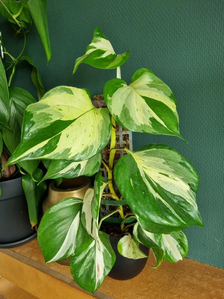 epipremnum n'joy stek, Ophalen of Verzenden, Halfschaduw, Minder dan 100 cm