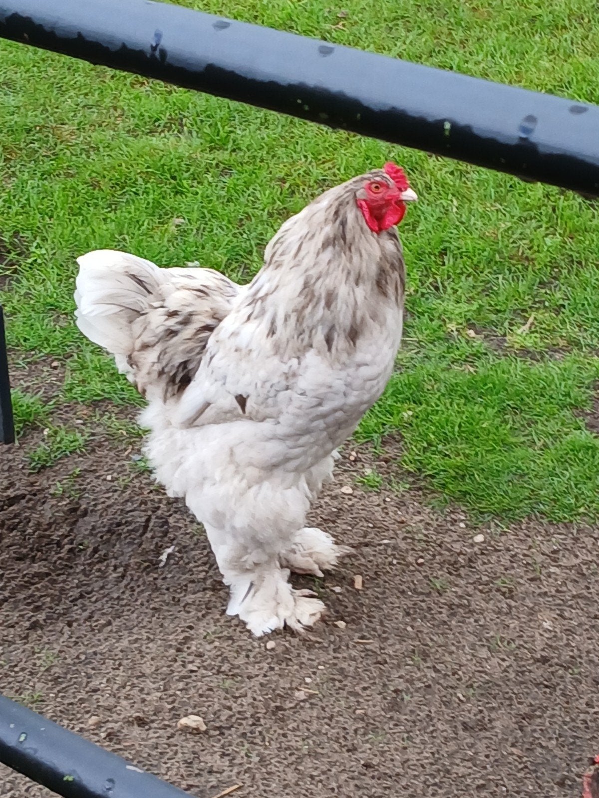 Brahma haan, Dieren en Toebehoren, Pluimvee, Mannelijk, Kip