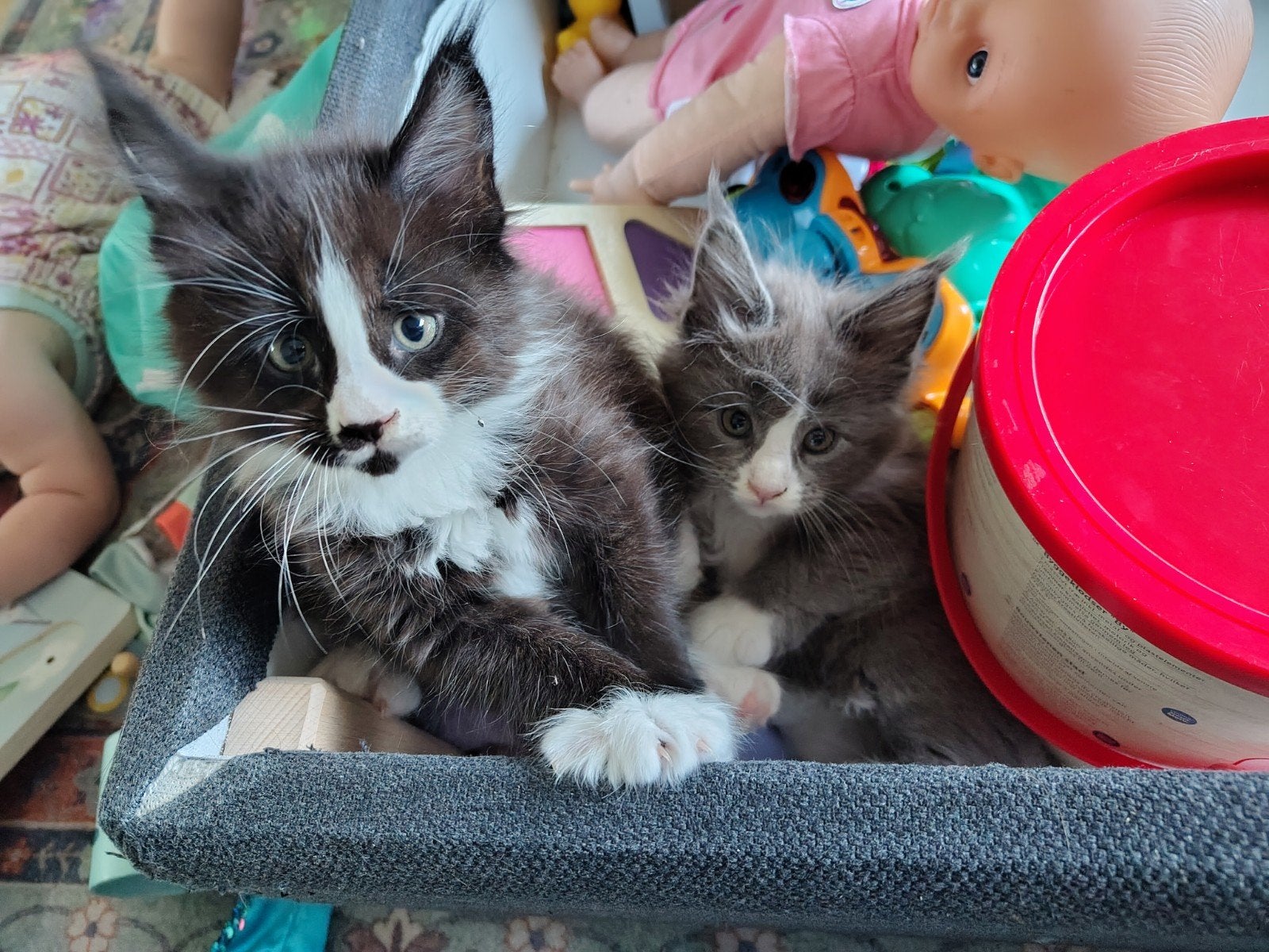 Mainecoon Kittens met stamboom, Meerdere dieren, Met stamboom