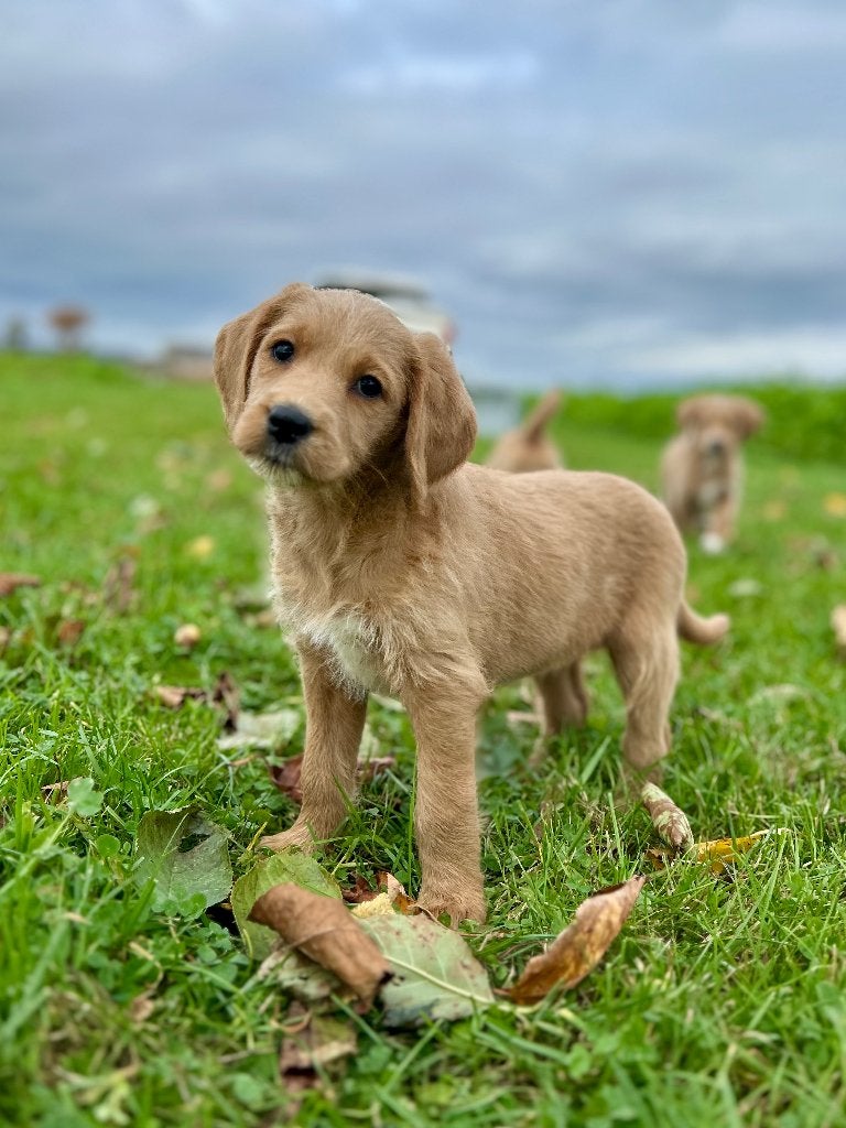 Prachtige Labradoodle pups, België, Particulier, CDV (hondenziekte), 8 tot 15 weken