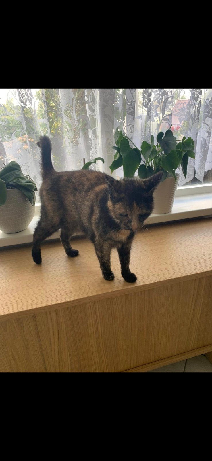 lieve kat zoekt gouden mandje., Dieren en Toebehoren, Poes