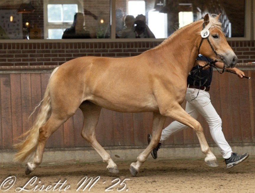 Mooie 4,5 jarige Haflinger merrie te koop aangeboden., Dieren en Toebehoren, Merrie, Minder dan 160 cm, Dressuurpaard, 3 tot 6 jaar