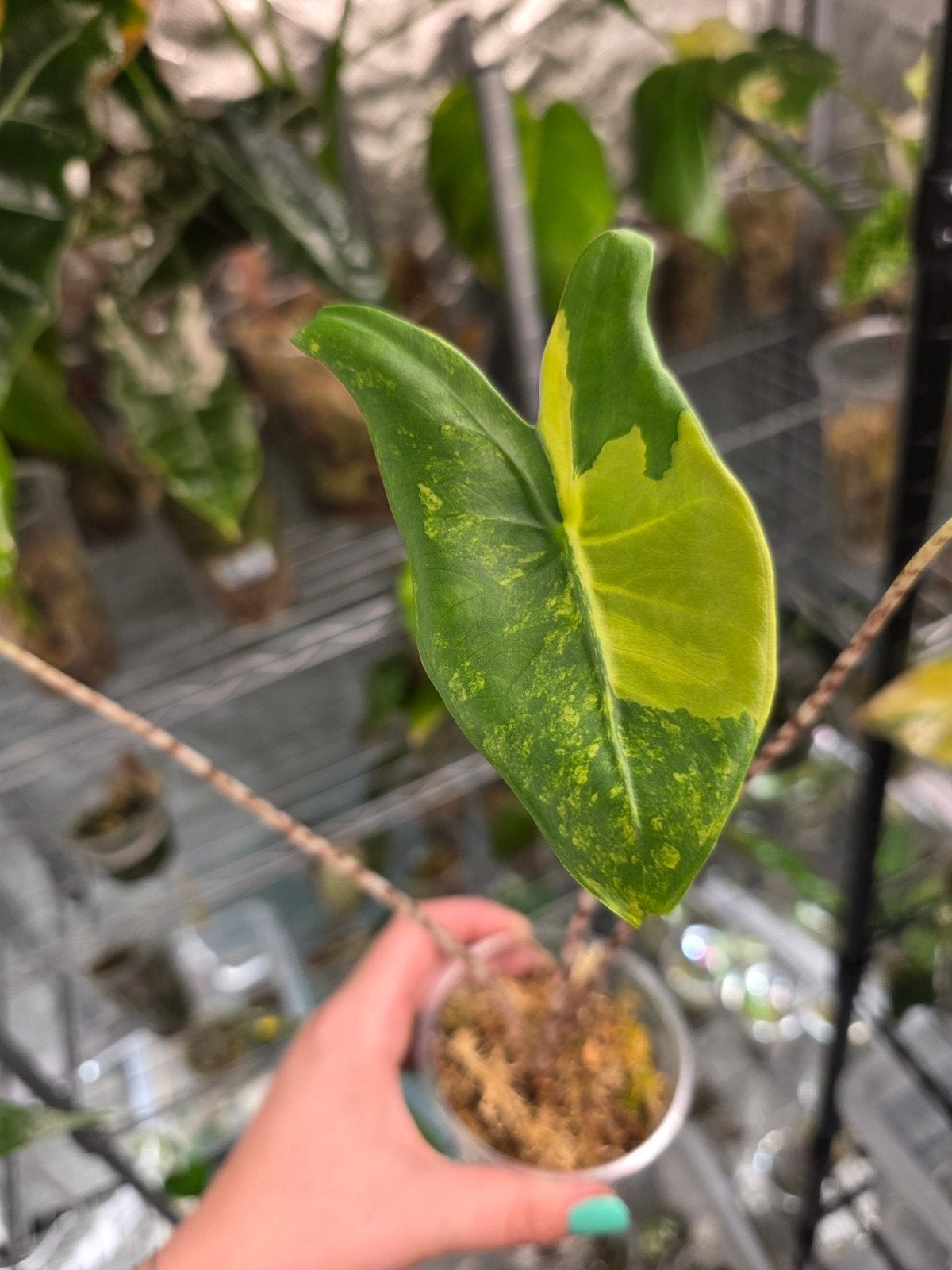 alocasia zebrina aurea, Ophalen of Verzenden, Halfschaduw, Minder dan 100 cm