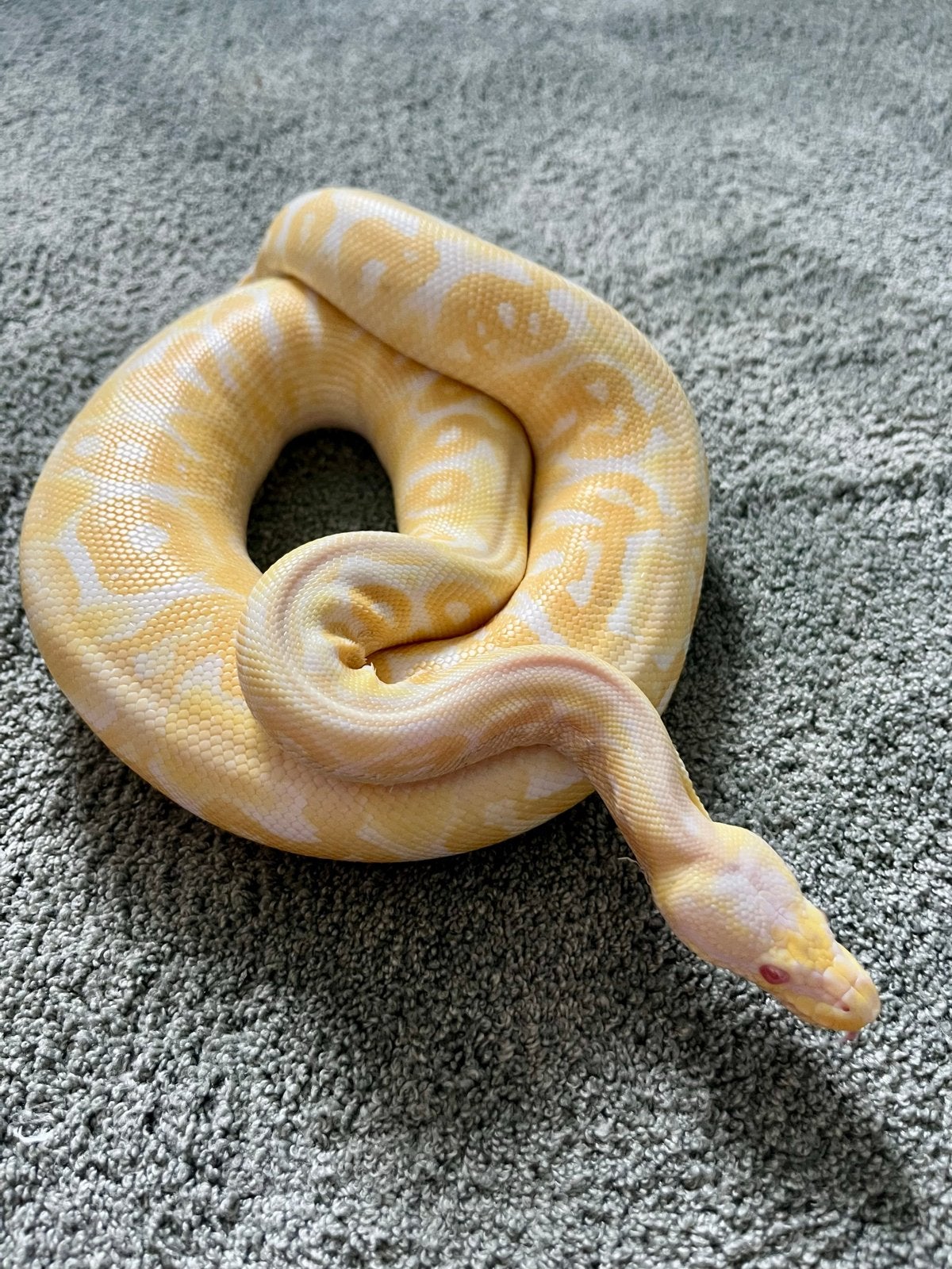 Albino Cinnamon Pastel Python (Female), Dieren en Toebehoren, Slang, Tam, 0 tot 2 jaar