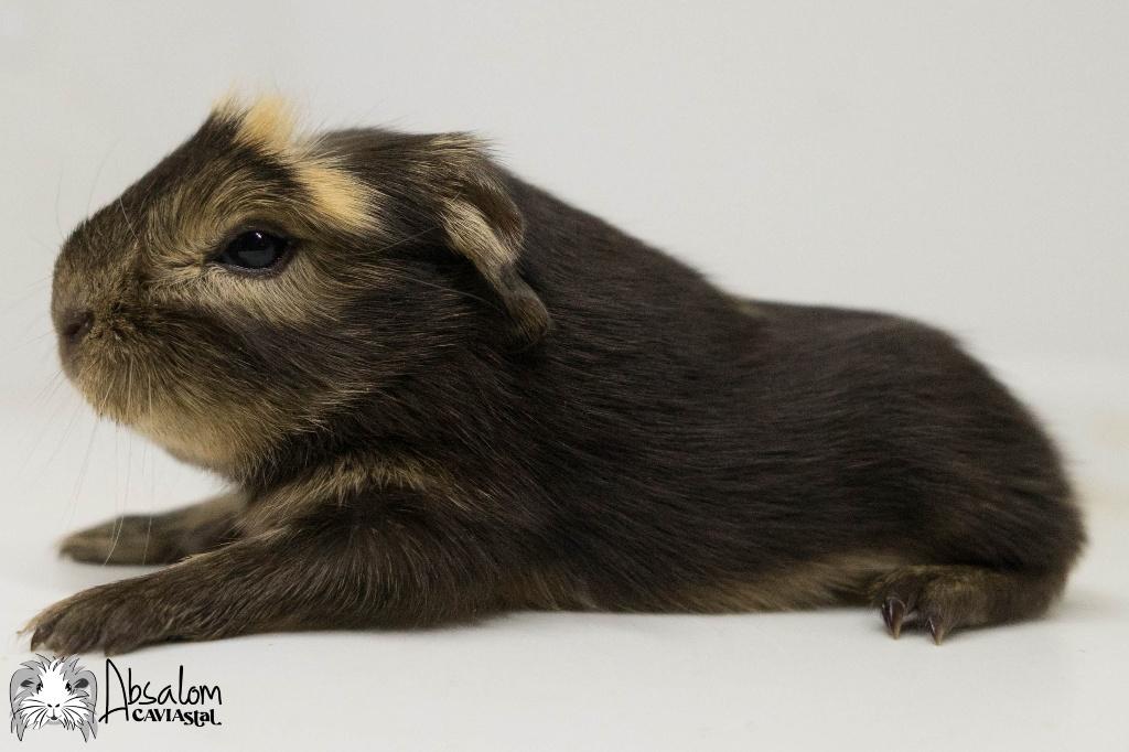 Choco otter creme witte coronet cavia, Dieren en Toebehoren, Cavia, April, Mannelijk, Tam
