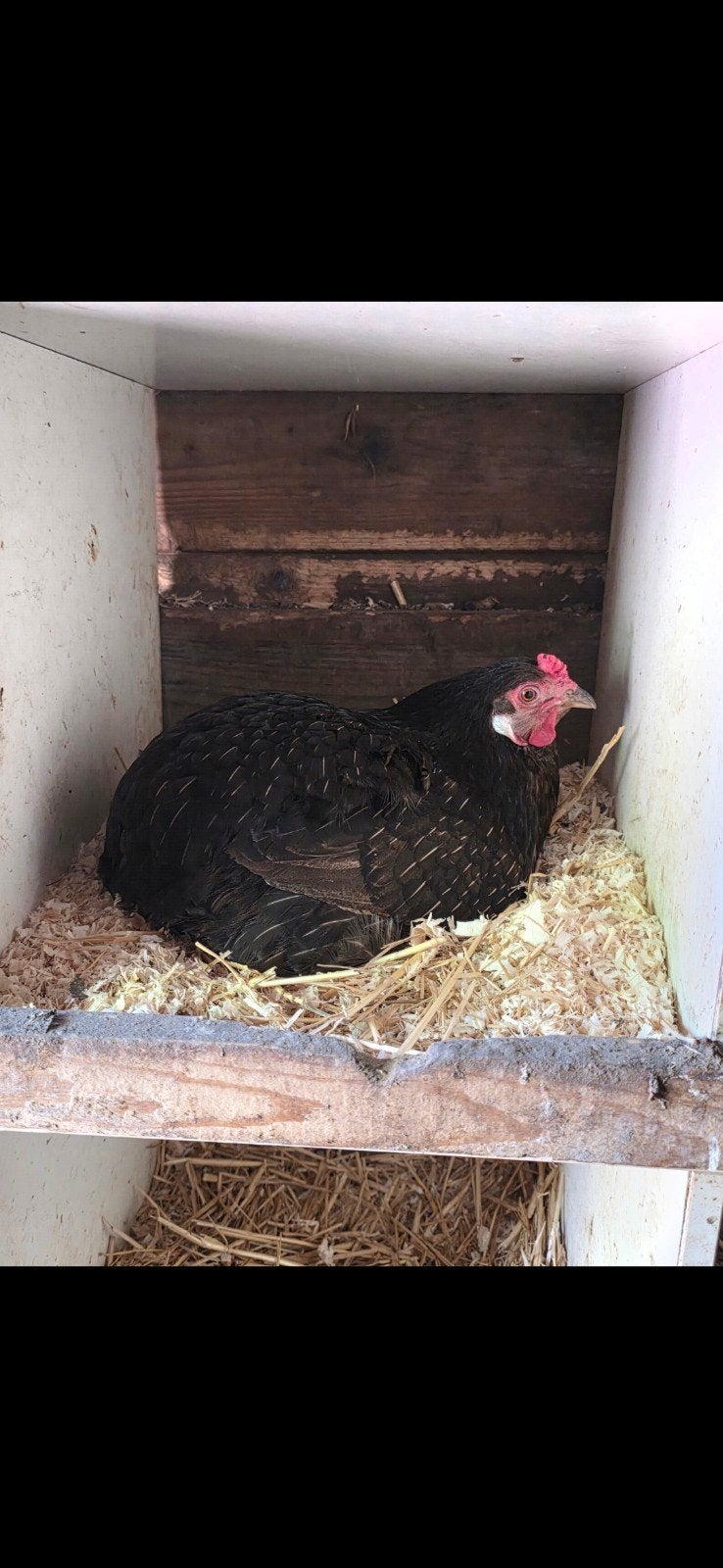 araucana, Dieren en Toebehoren, Pluimvee, Vrouwelijk, Kip