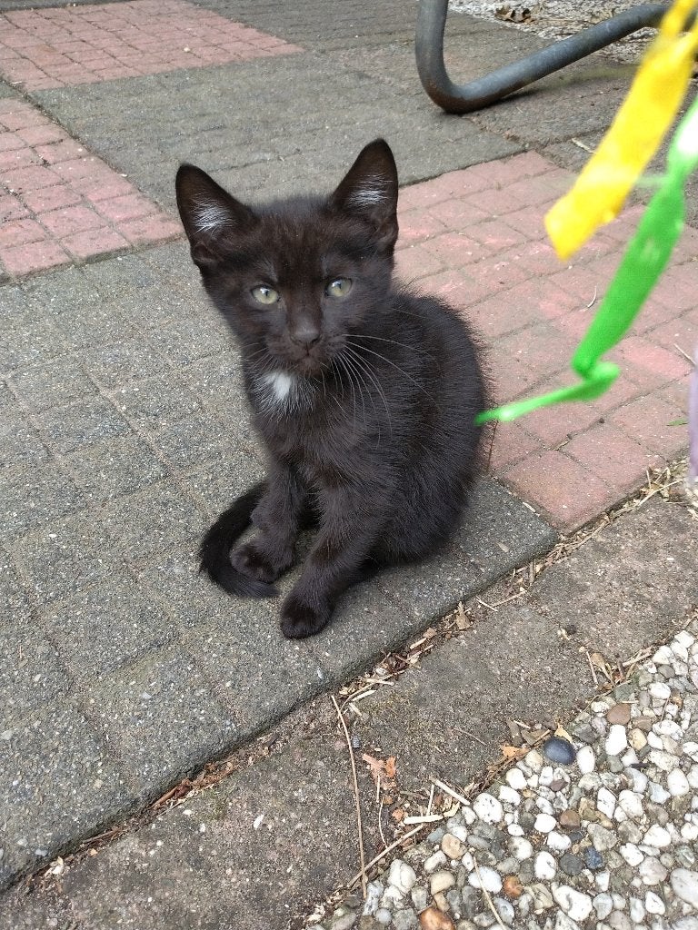 Wij mogen mee!❤️2 mooie lieve kittens 🐈‍⬛🐈‍⬛, Dieren en Toebehoren, Katten en Kittens | Raskatten | Korthaar, Meerdere dieren