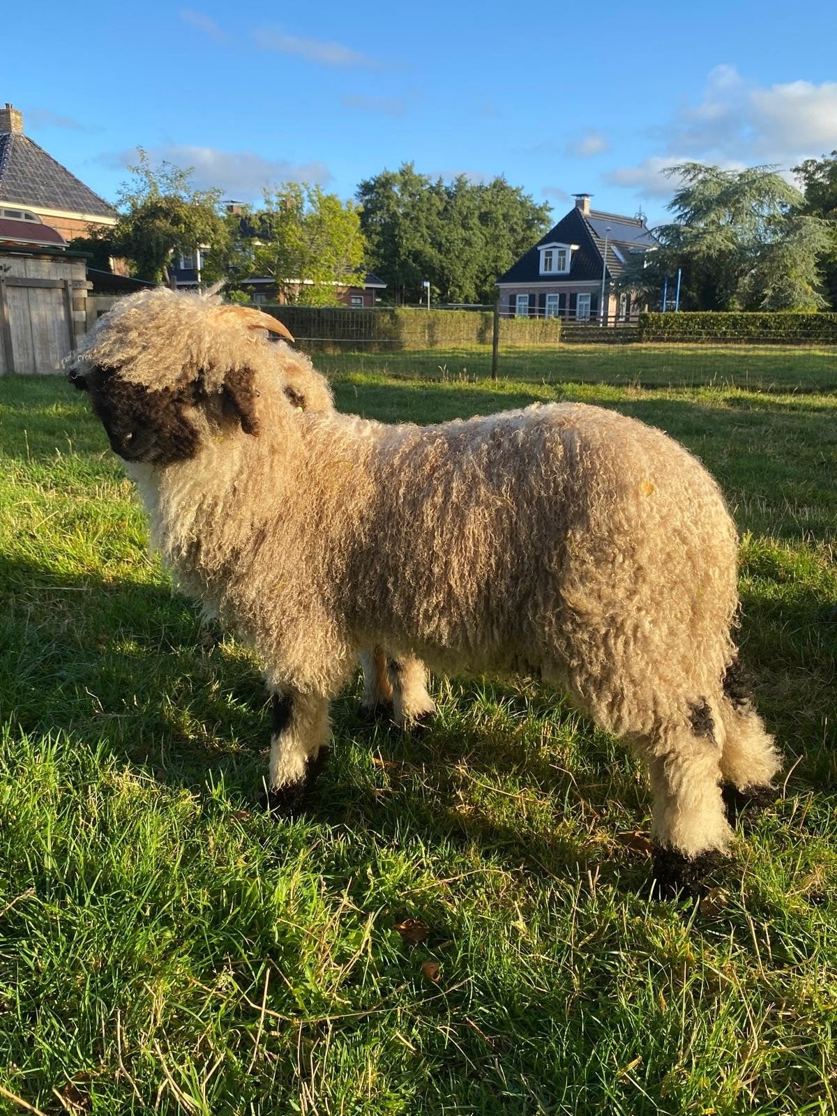 Wallischer schwarznasen te koop, Meerdere dieren, Schaap