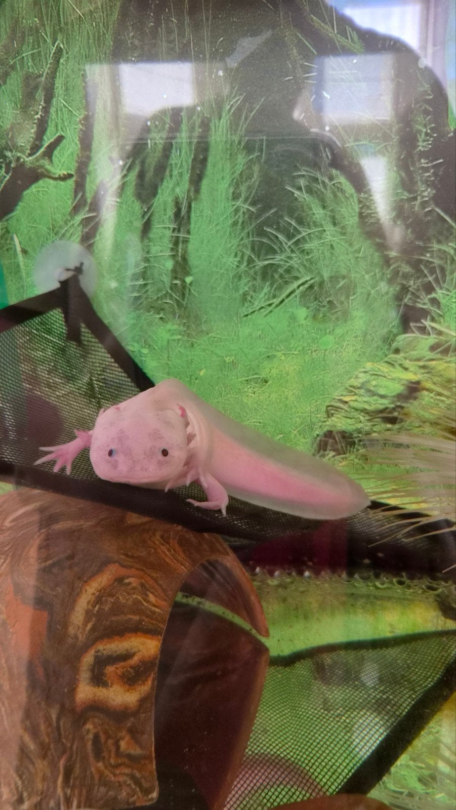 Axolotl, Dieren en Toebehoren, Hagedis