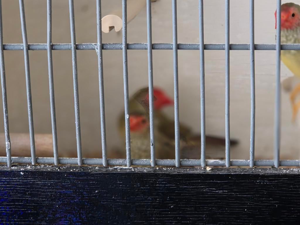 Binsenastrilde, Dieren en Toebehoren, Meerdere dieren