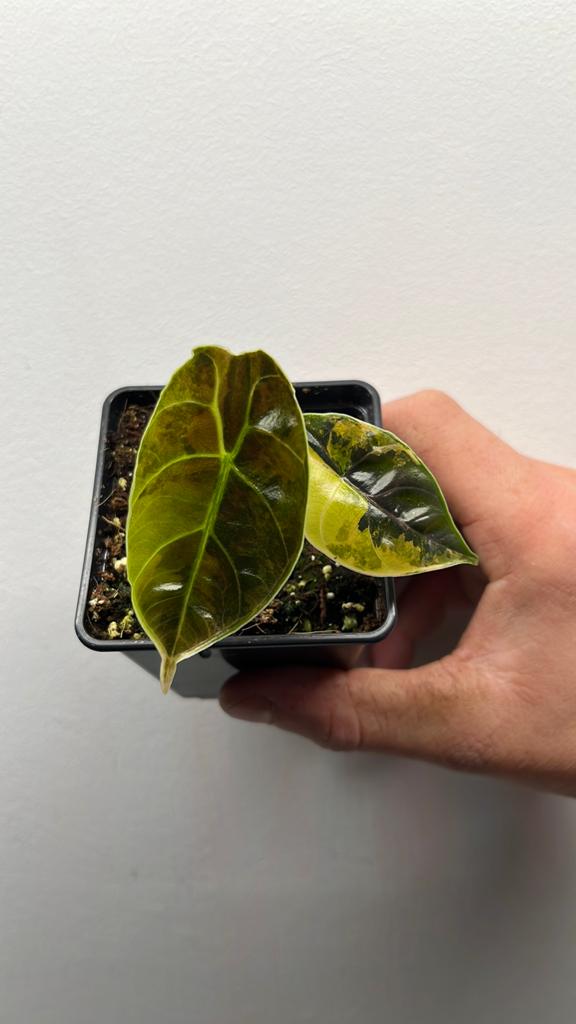 Alocasia Azlanii Aurea Variegata - Zeldzame Kamerplant #8, Overige soorten, In pot, Minder dan 100 cm, Groene kamerplant