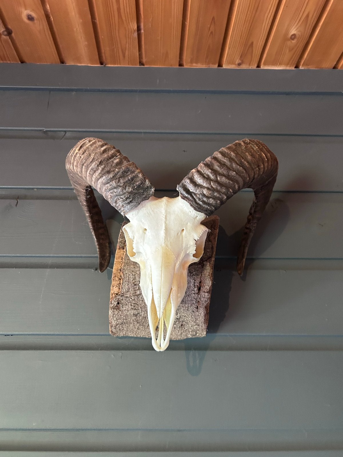 Moeflon schedel met hoorns op houten stammetje., Ophalen, Gebruikt