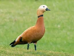 Gezocht Casarca man, Dieren en Toebehoren, Mannelijk, Gans of Zwaan