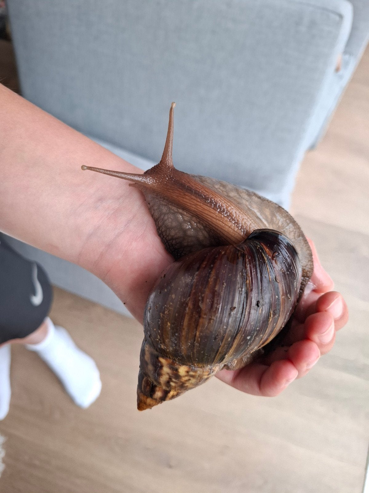 Afrikaanse reuzenslak GRATIS, Dieren en Toebehoren, Overige Dieren, Oktober, Mannelijk