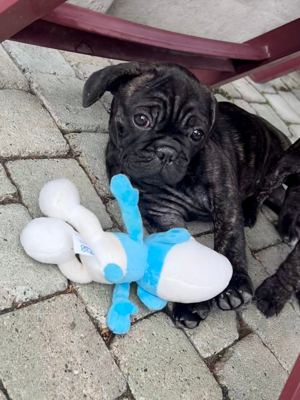 Franse bulldog pup, Dieren en Toebehoren, België, Particulier, 8 tot 15 weken, Geslacht onbekend