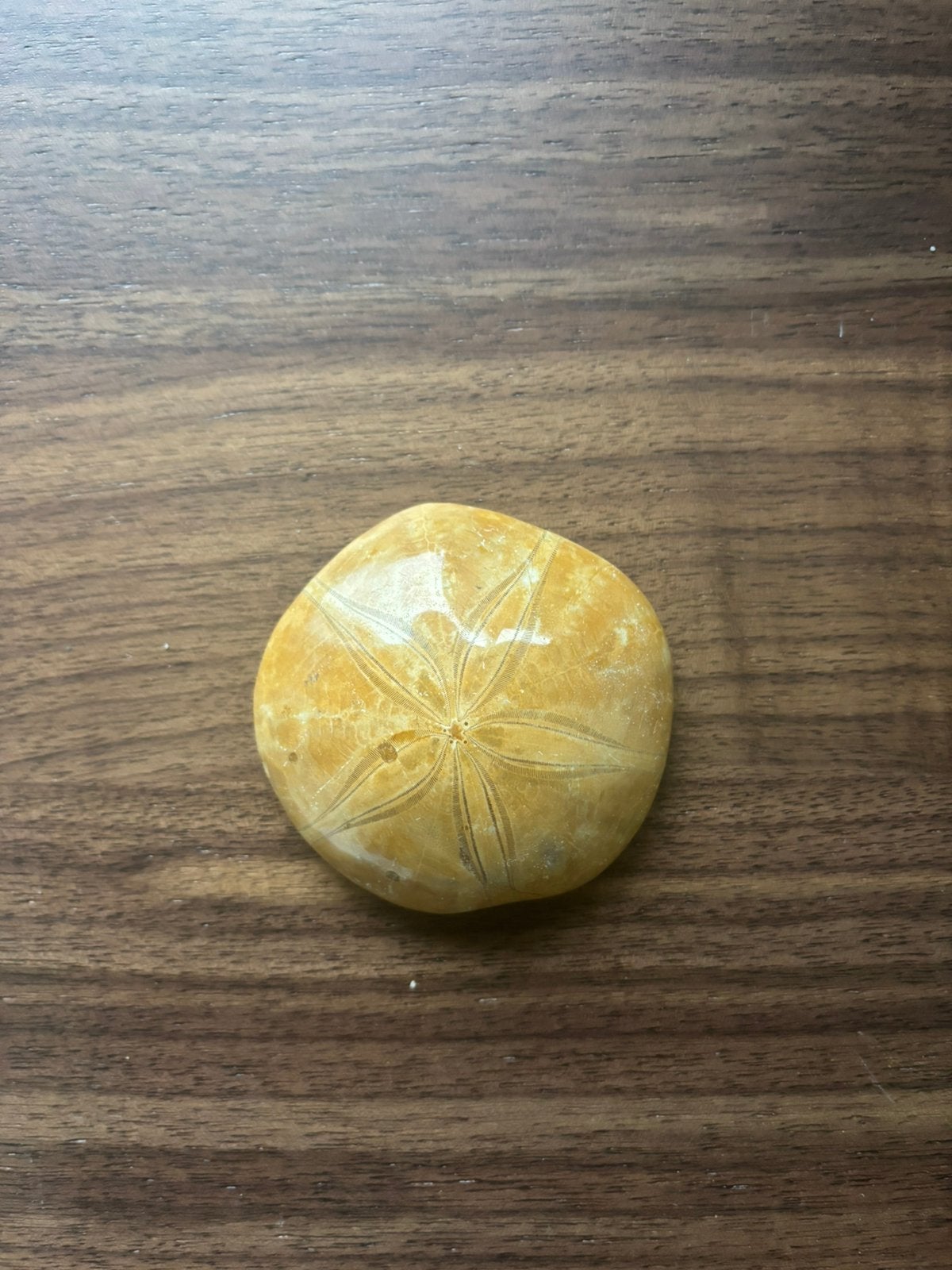 Fossielen Zeeëgel Madagaskar! GROOT, Verzamelen, Ophalen of Verzenden, Fossiel