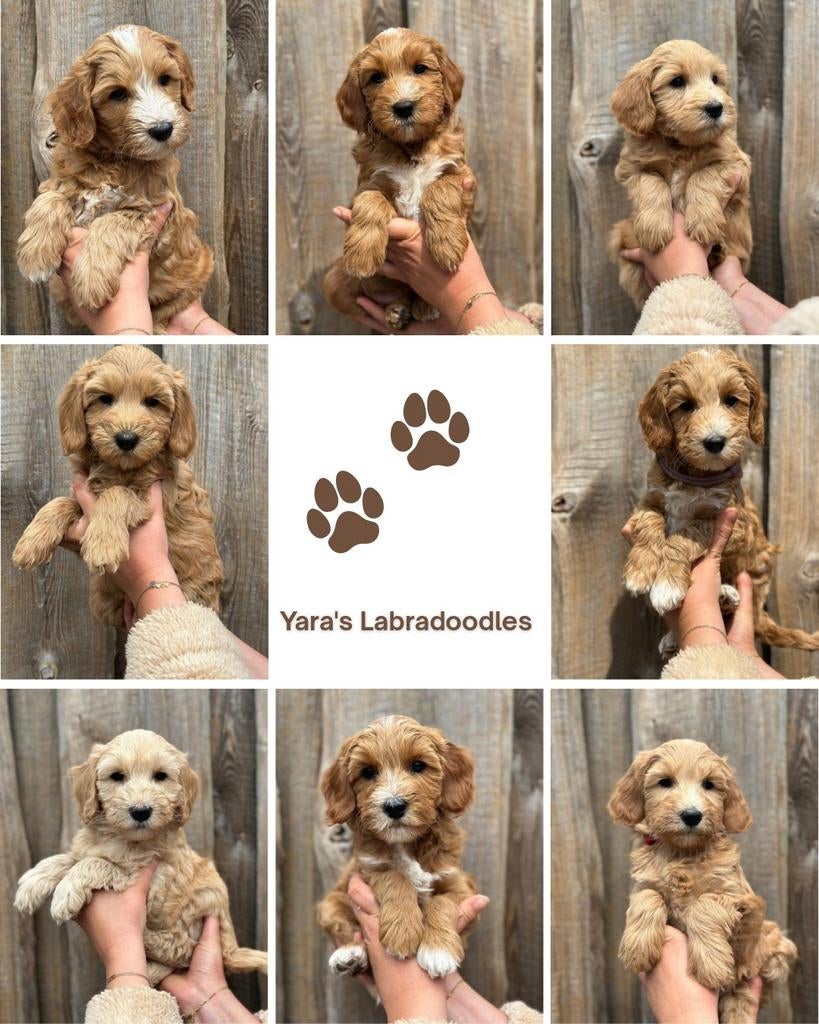 Labradoodle pups, Dieren en Toebehoren, Overige rassen, 8 tot 15 weken, Meerdere, Meerdere dieren