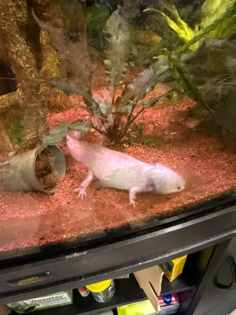 Mooie axolotl’s, Amfibie, 0 tot 2 jaar