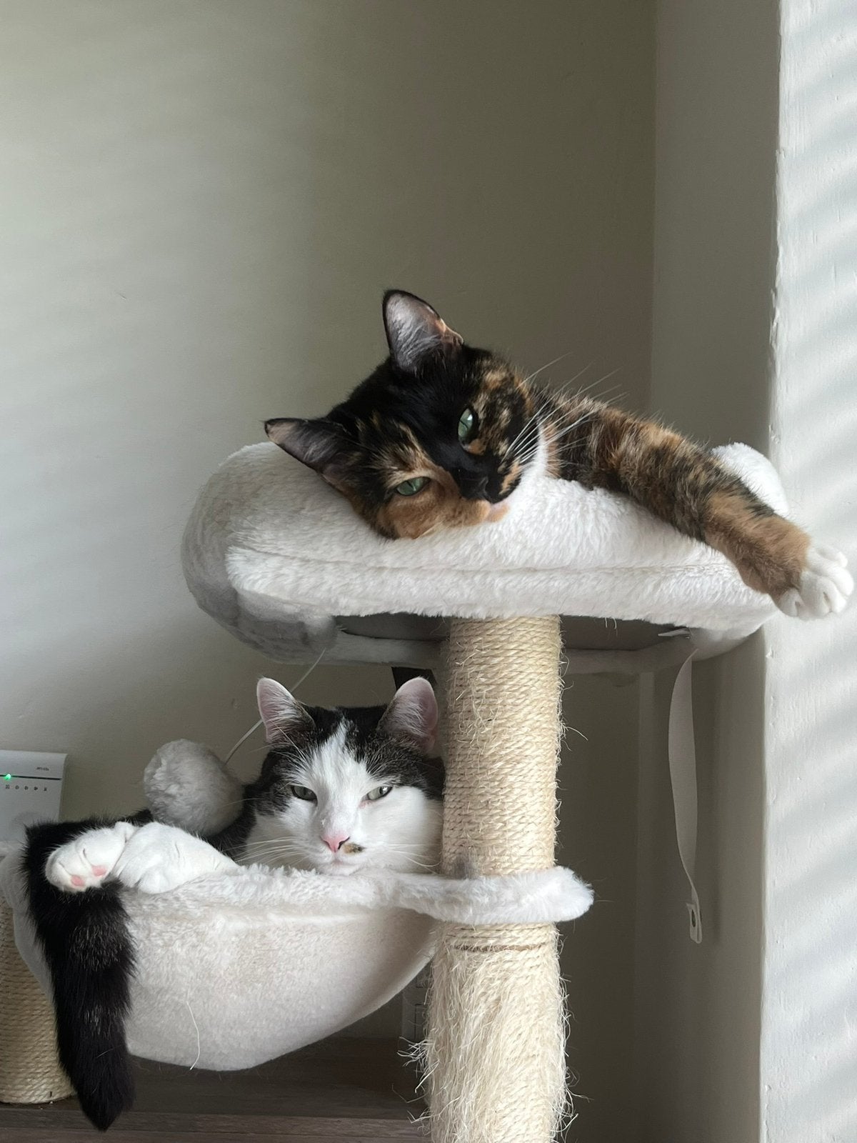 Poekie & Muffin zoeken samen een forever home, Dieren en Toebehoren, Meerdere dieren, Gechipt, 3 tot 5 jaar